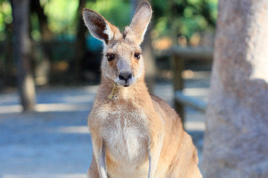 【日本語ガイド】どきどき！ハートリーズ・クロコダイル・アドベンチャーズ動物園　入園チケット/クロコダイルクルーズ付き