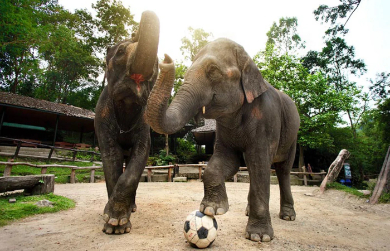 【日本語ガイド】【半日】＜チェンマイ発＞
象の保護施設で象とふれあう！
エレファントキャンプ体験＆筏ボート＆首長族の村訪問