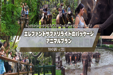 【アニマルプラン】エレファントパークで象の背中に乗ってジャングルトレッキング！　