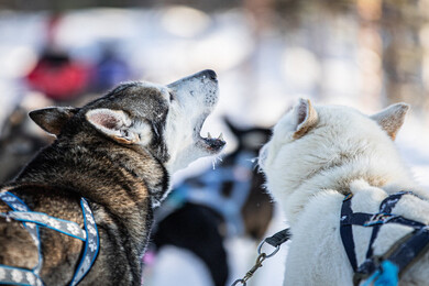 本物の犬ぞり操縦!?
ハスキー体験