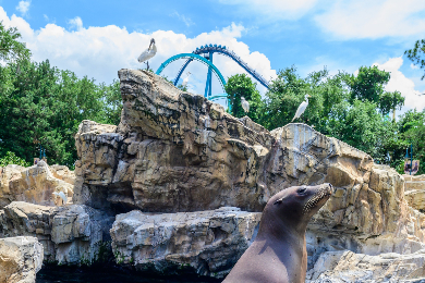 【日本語ガイド】シーワールド １日観光
オールデーダイニング付き