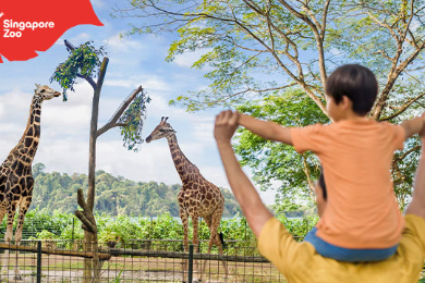 【チケット予約】シンガポール動物園入場券・トラム付き(日付指定制)