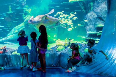 【チケットのみ】シーライフ・シドニー水族館